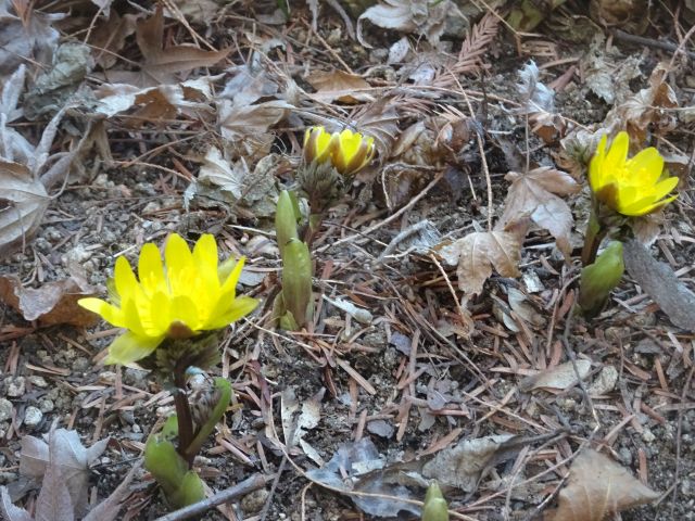 ���̎ʐ^���N���b�N����Ɗg�債�܂�