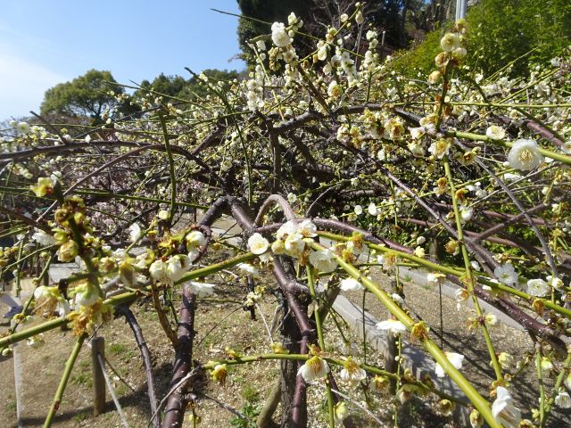 ���̎ʐ^���N���b�N����Ɗg�債�܂�