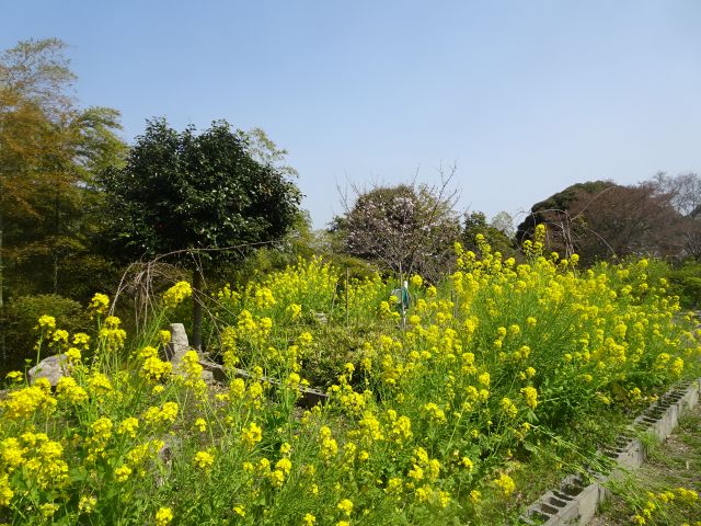 ���̎ʐ^���N���b�N����Ɗg�債�܂�