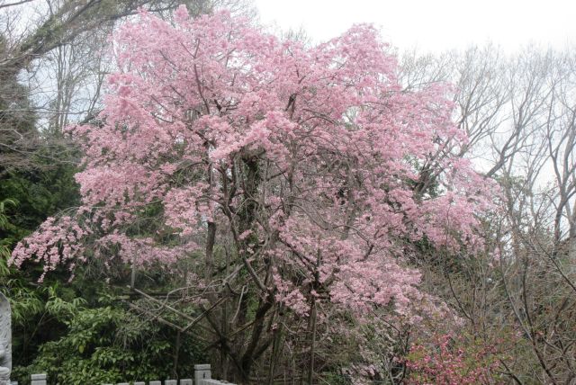 ���̎ʐ^���N���b�N����Ɗg�債�܂�