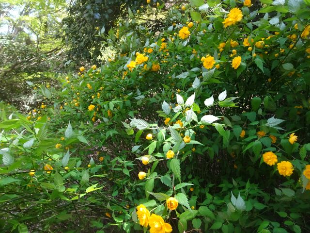 ���̎ʐ^���N���b�N����Ɗg�債�܂�